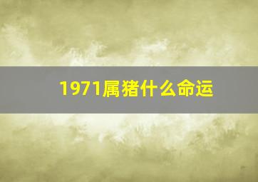 1971属猪什么命运