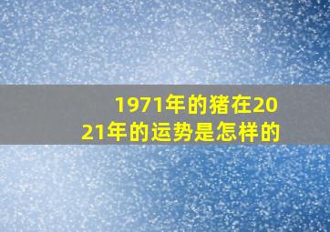 1971年的猪在2021年的运势是怎样的