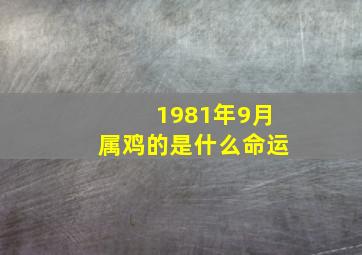 1981年9月属鸡的是什么命运