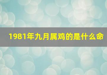 1981年九月属鸡的是什么命