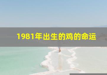 1981年出生的鸡的命运