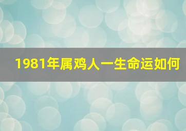 1981年属鸡人一生命运如何