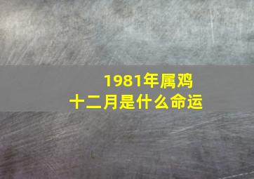 1981年属鸡十二月是什么命运