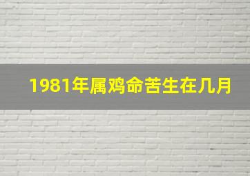 1981年属鸡命苦生在几月