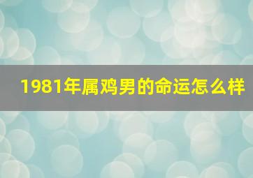 1981年属鸡男的命运怎么样