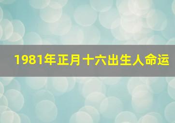 1981年正月十六出生人命运