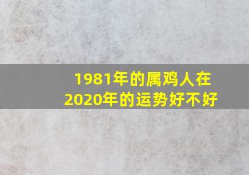 1981年的属鸡人在2020年的运势好不好