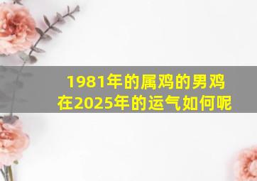 1981年的属鸡的男鸡在2025年的运气如何呢