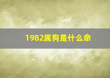 1982属狗是什么命