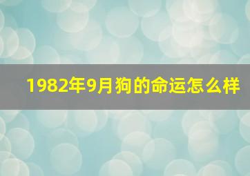 1982年9月狗的命运怎么样