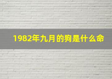 1982年九月的狗是什么命