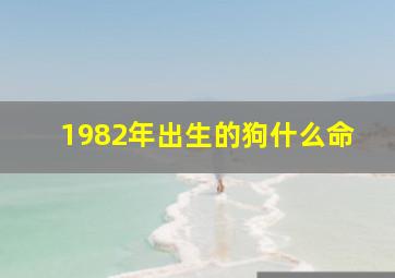 1982年出生的狗什么命