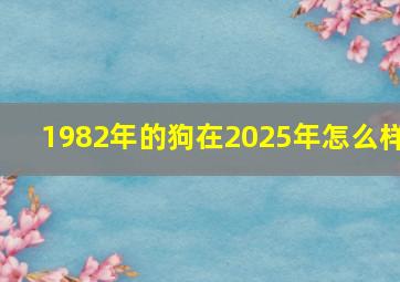 1982年的狗在2025年怎么样