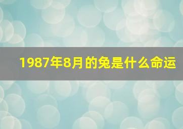 1987年8月的兔是什么命运