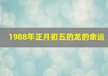 1988年正月初五的龙的命运