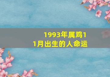 1993年属鸡11月出生的人命运