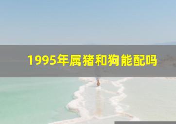 1995年属猪和狗能配吗