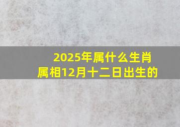 2025年属什么生肖属相12月十二日出生的