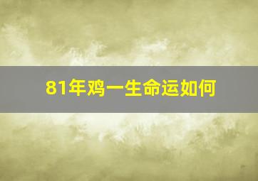 81年鸡一生命运如何