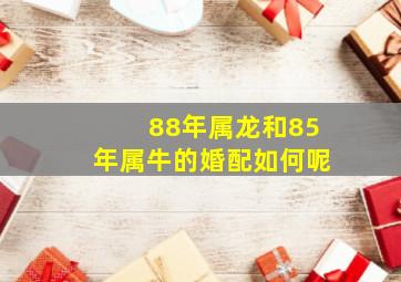 88年属龙和85年属牛的婚配如何呢