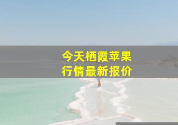 今天栖霞苹果行情最新报价