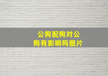 公狗配狗对公狗有影响吗图片