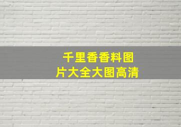 千里香香料图片大全大图高清