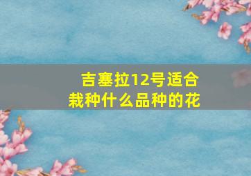 吉塞拉12号适合栽种什么品种的花