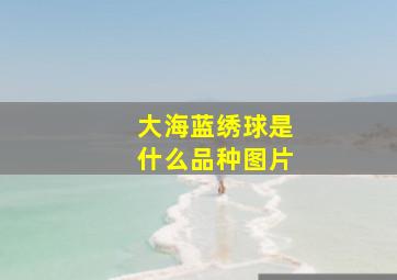 大海蓝绣球是什么品种图片