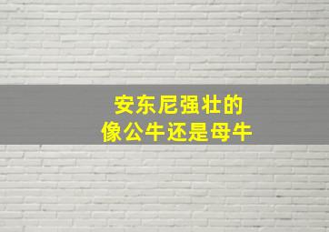 安东尼强壮的像公牛还是母牛