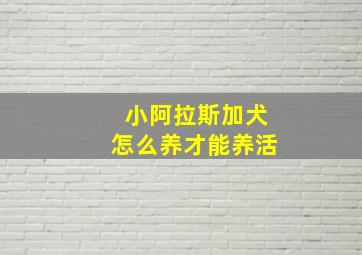 小阿拉斯加犬怎么养才能养活