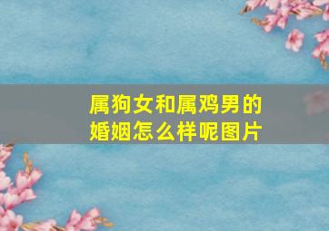 属狗女和属鸡男的婚姻怎么样呢图片