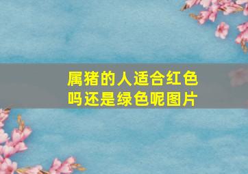 属猪的人适合红色吗还是绿色呢图片