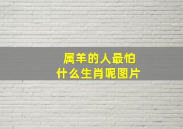 属羊的人最怕什么生肖呢图片