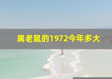 属老鼠的1972今年多大