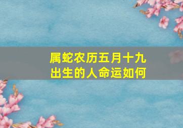 属蛇农历五月十九出生的人命运如何