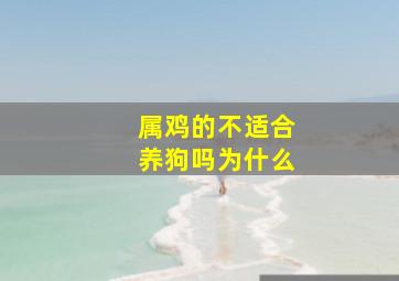 属鸡的不适合养狗吗为什么