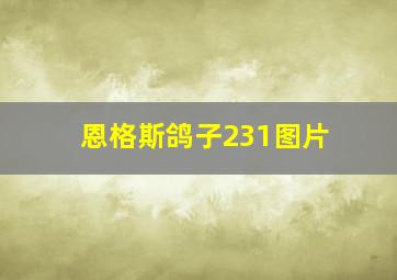 恩格斯鸽子231图片