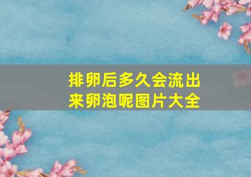 排卵后多久会流出来卵泡呢图片大全