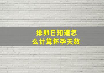 排卵日知道怎么计算怀孕天数