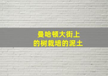 曼哈顿大街上的树栽培的泥土