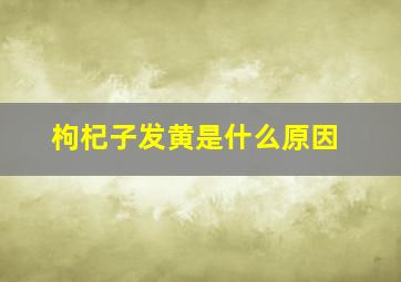 枸杞子发黄是什么原因