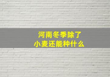 河南冬季除了小麦还能种什么