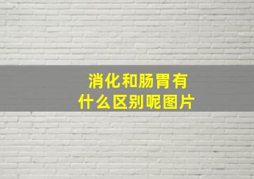 消化和肠胃有什么区别呢图片