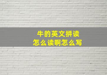 牛的英文拼读怎么读啊怎么写