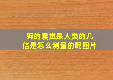 狗的嗅觉是人类的几倍是怎么测量的呢图片