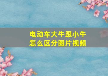 电动车大牛跟小牛怎么区分图片视频