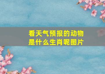 看天气预报的动物是什么生肖呢图片