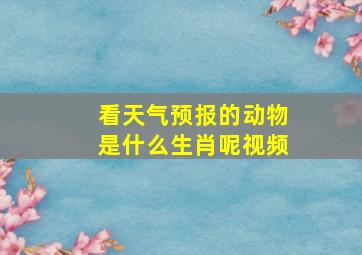 看天气预报的动物是什么生肖呢视频