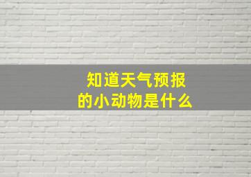 知道天气预报的小动物是什么